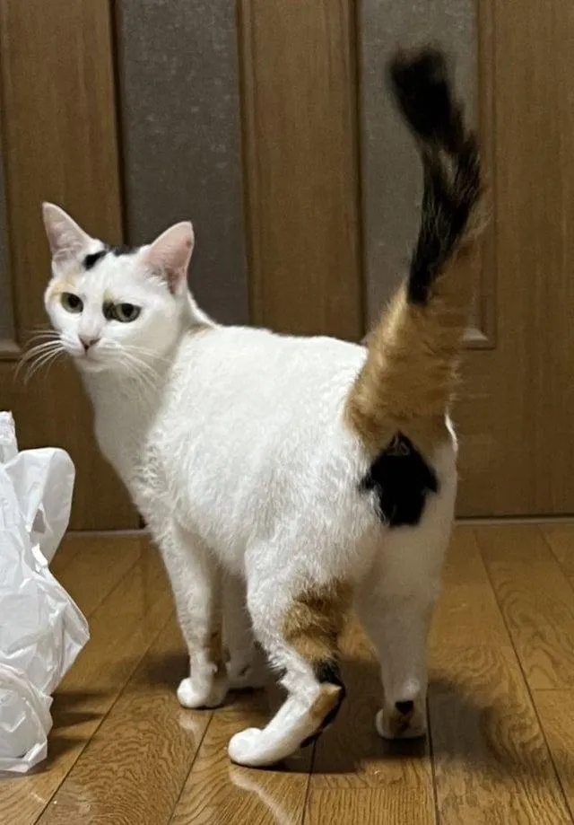 Фото унікальних домашніх тварин Фото унікальних домашніх тварин