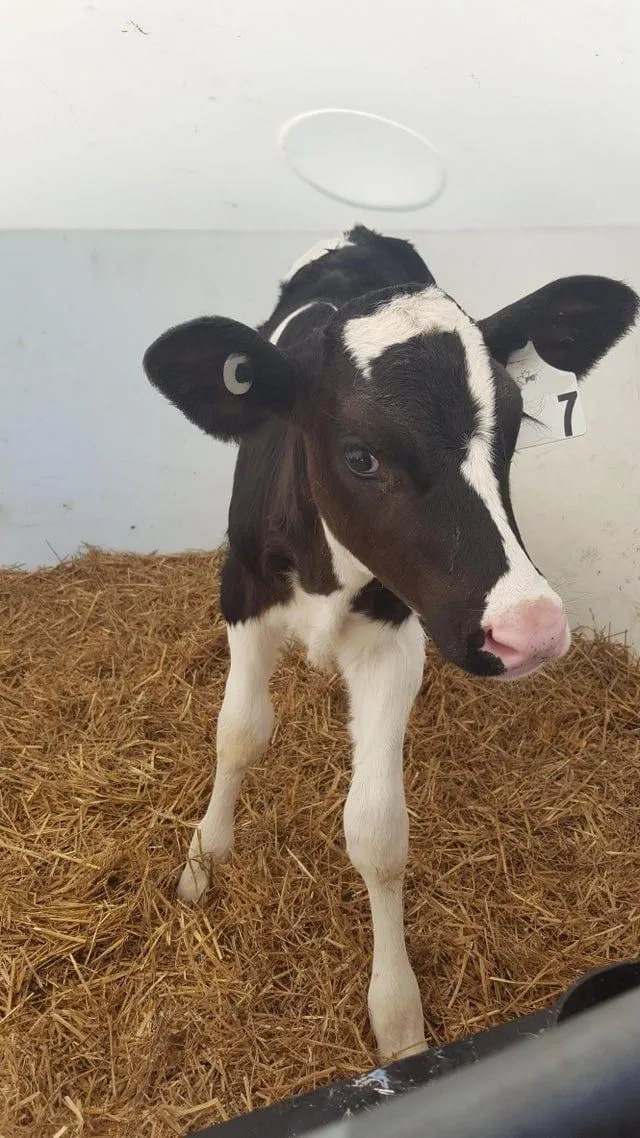 Фото унікальних домашніх тварин Фото унікальних домашніх тварин