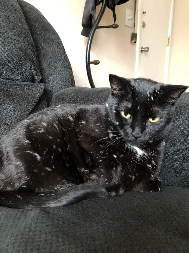 Фото унікальних домашніх тварин Фото унікальних домашніх тварин