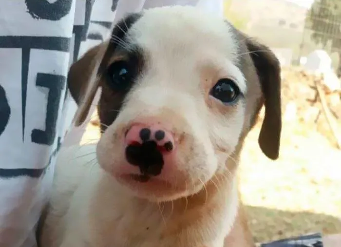 Фото унікальних домашніх тварин Фото унікальних домашніх тварин