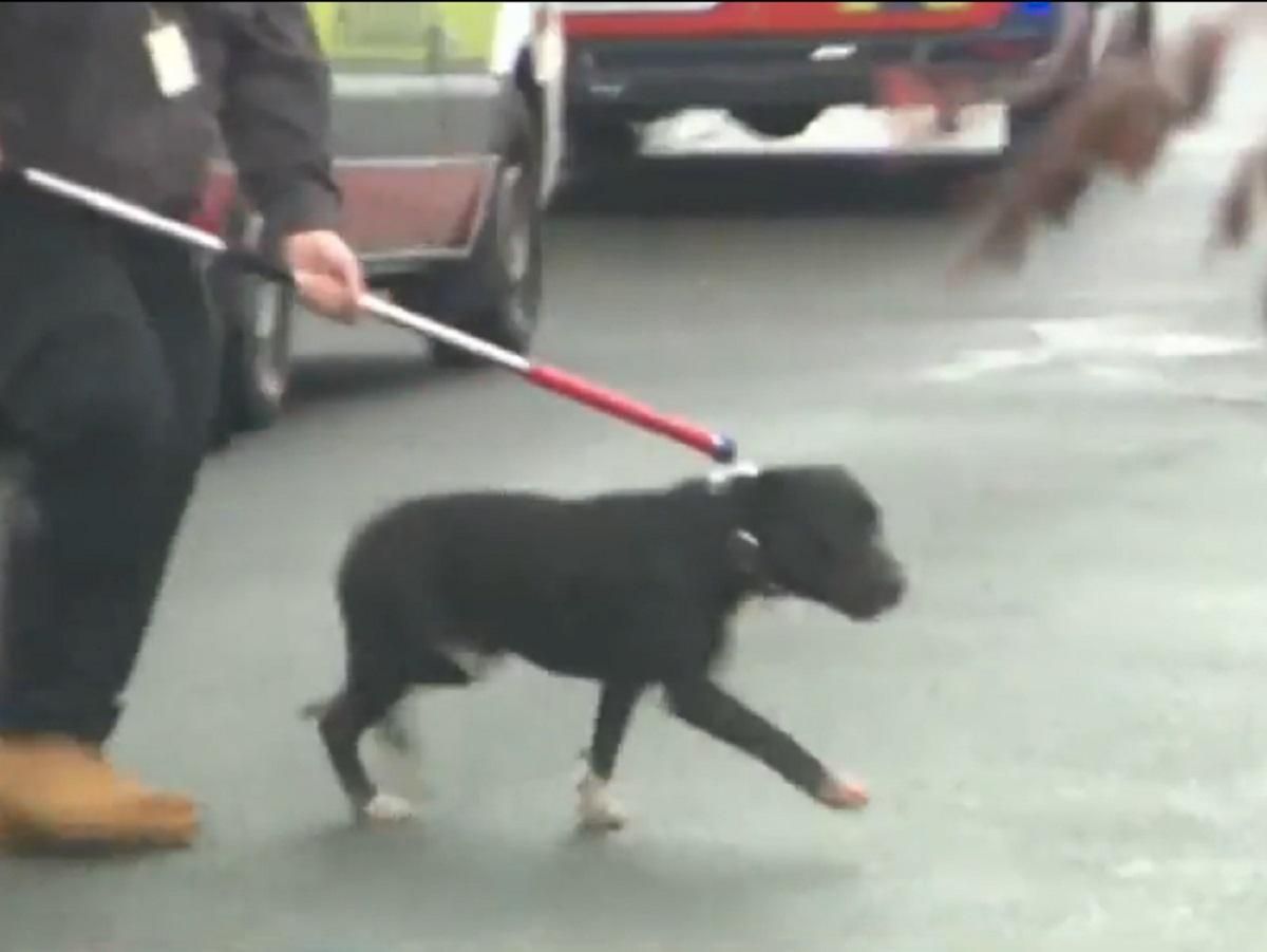 Отчаянно спасла бабушка: в Австралии собака загрызла до смерти ребенка Отчаянно спасла бабушка: в Австралии собака загрызла до смерти ребенка