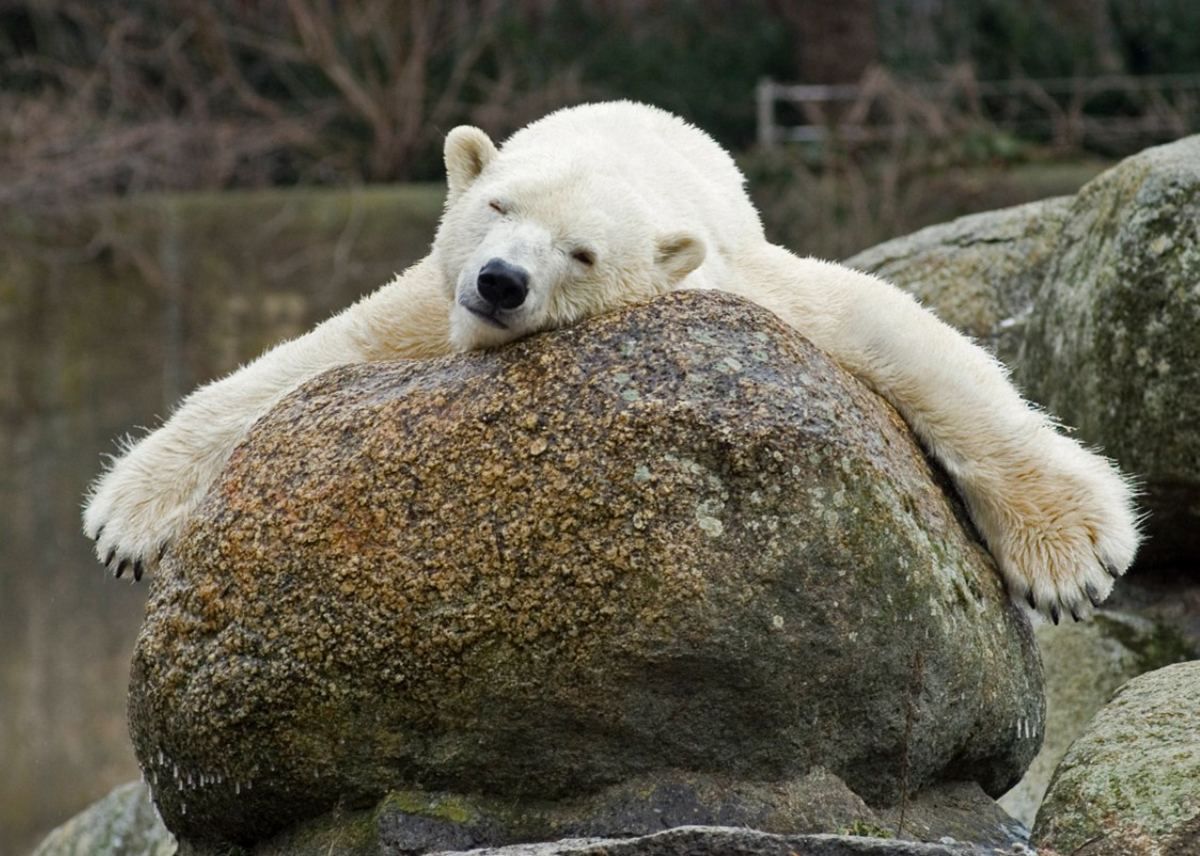 Ей было почти 40 лет: в зоопарке Берлина умерла самая старая белая медведица в Европе