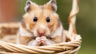 Пʼють міцний алкоголь та не пʼяніють: дослідники розповіли про особливість хомʼяків