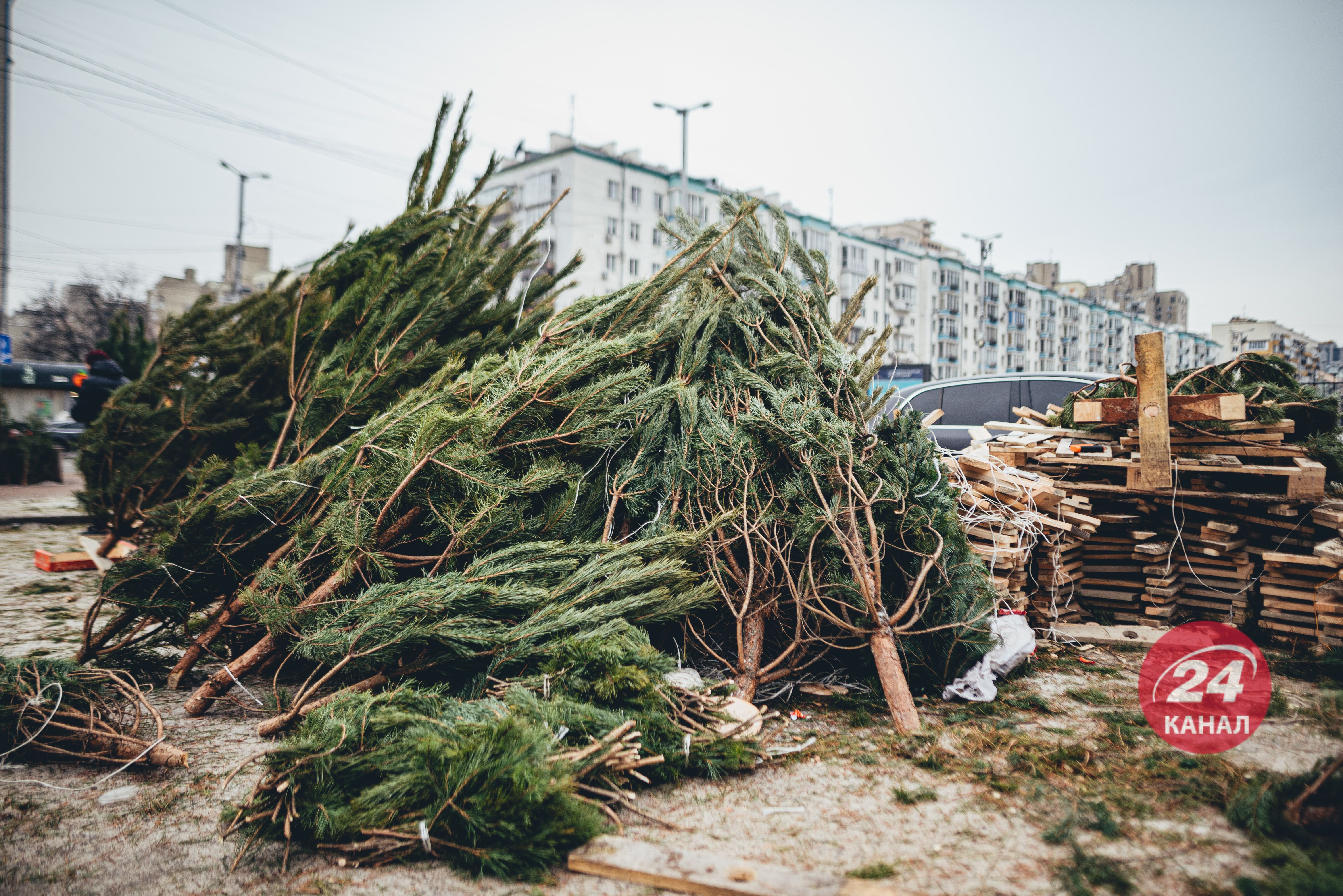 Незаконні ялинки: задля наживи зрізають верхівку, а решта буде гнити - 24 Канал Незаконні ялинки: задля наживи зрізають верхівку, а решта буде гнити - 24 Канал