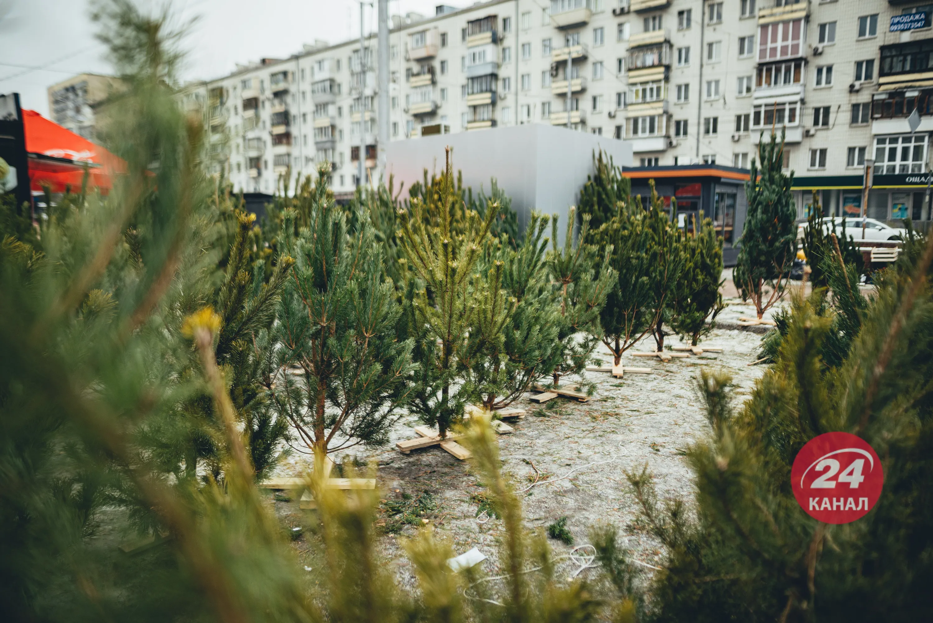 Вирубка лісів