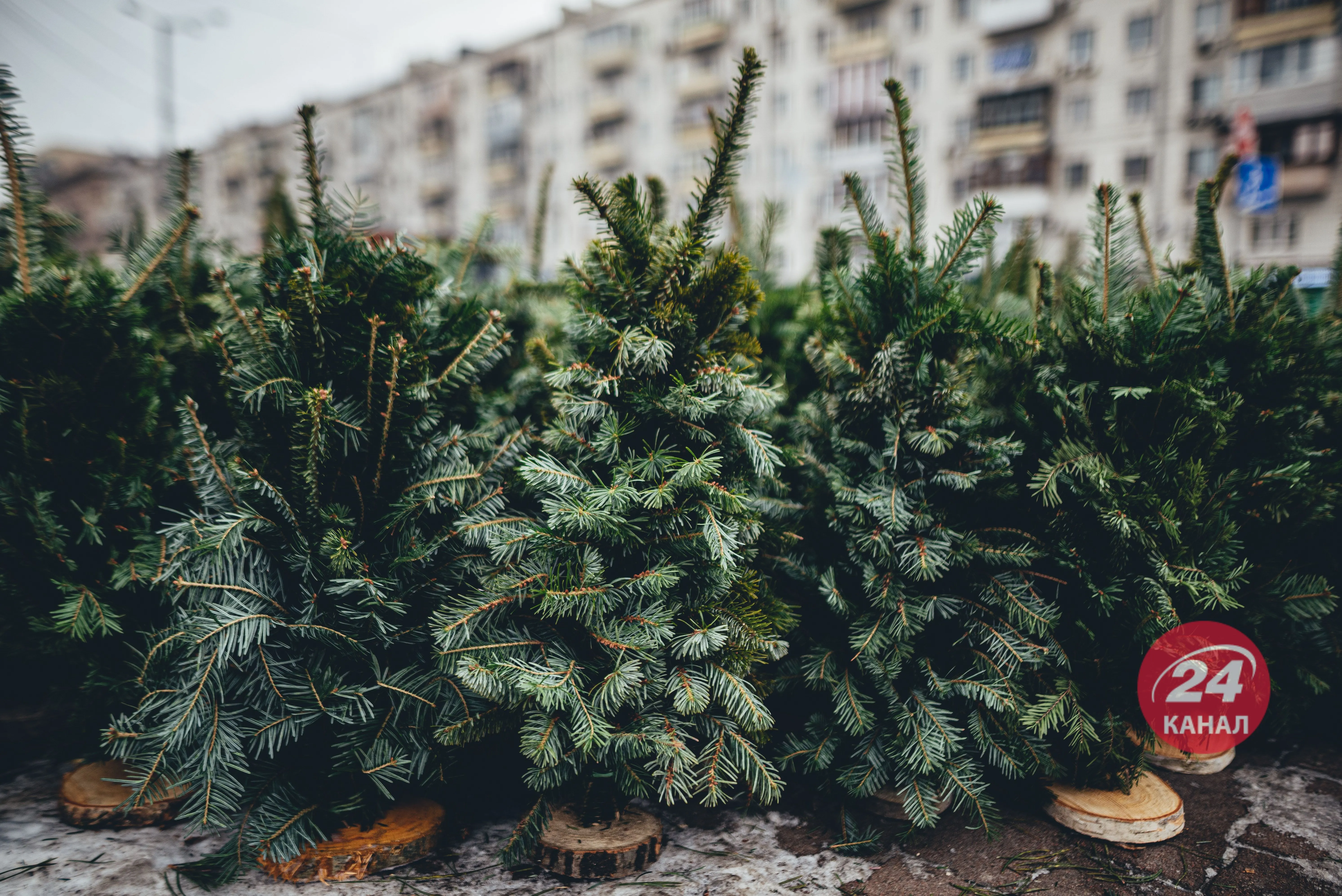 Вирубка хвойних дерев Вирубка хвойних дерев