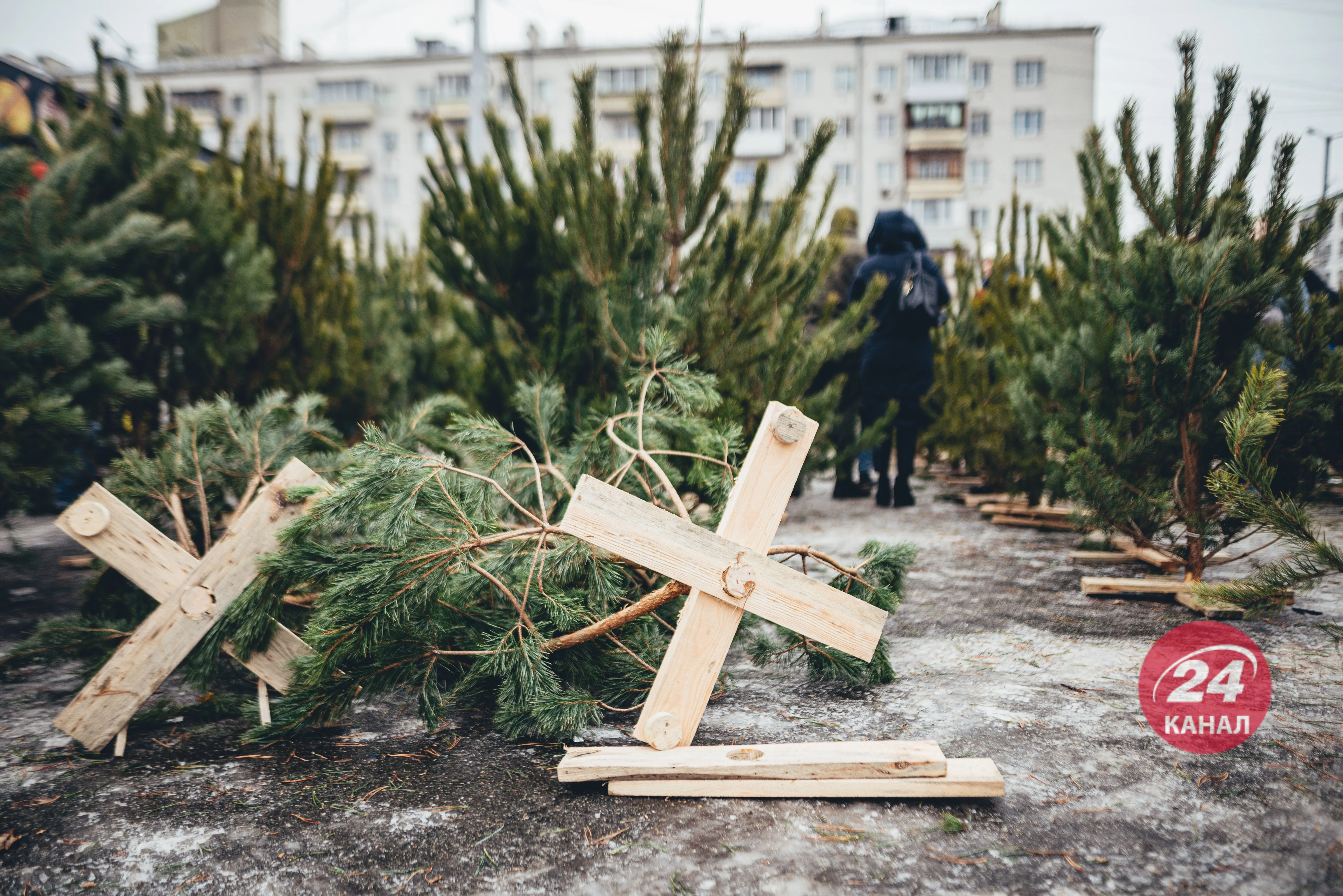 Вирубка хвойних дерев Вирубка хвойних дерев