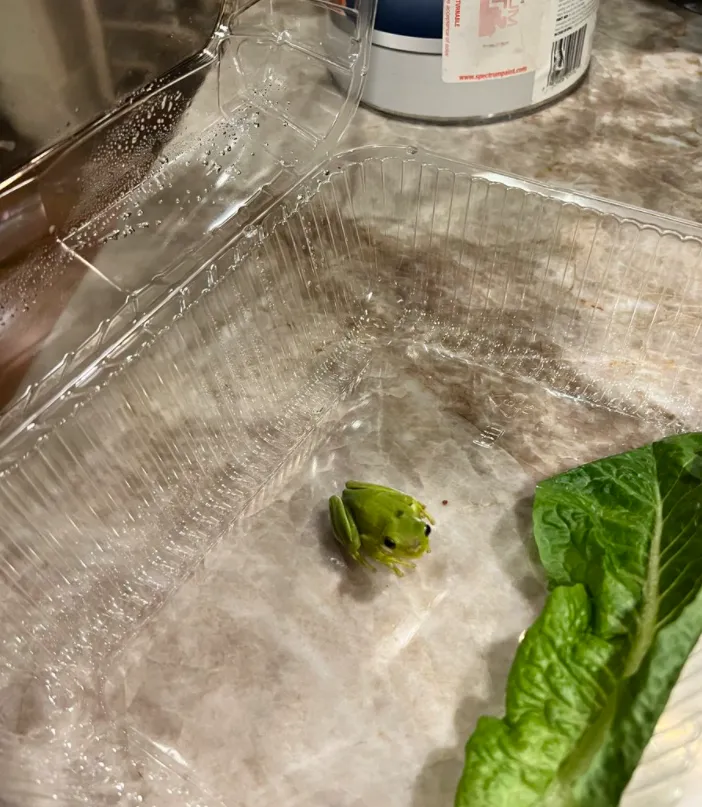 Жабеня Жабеня