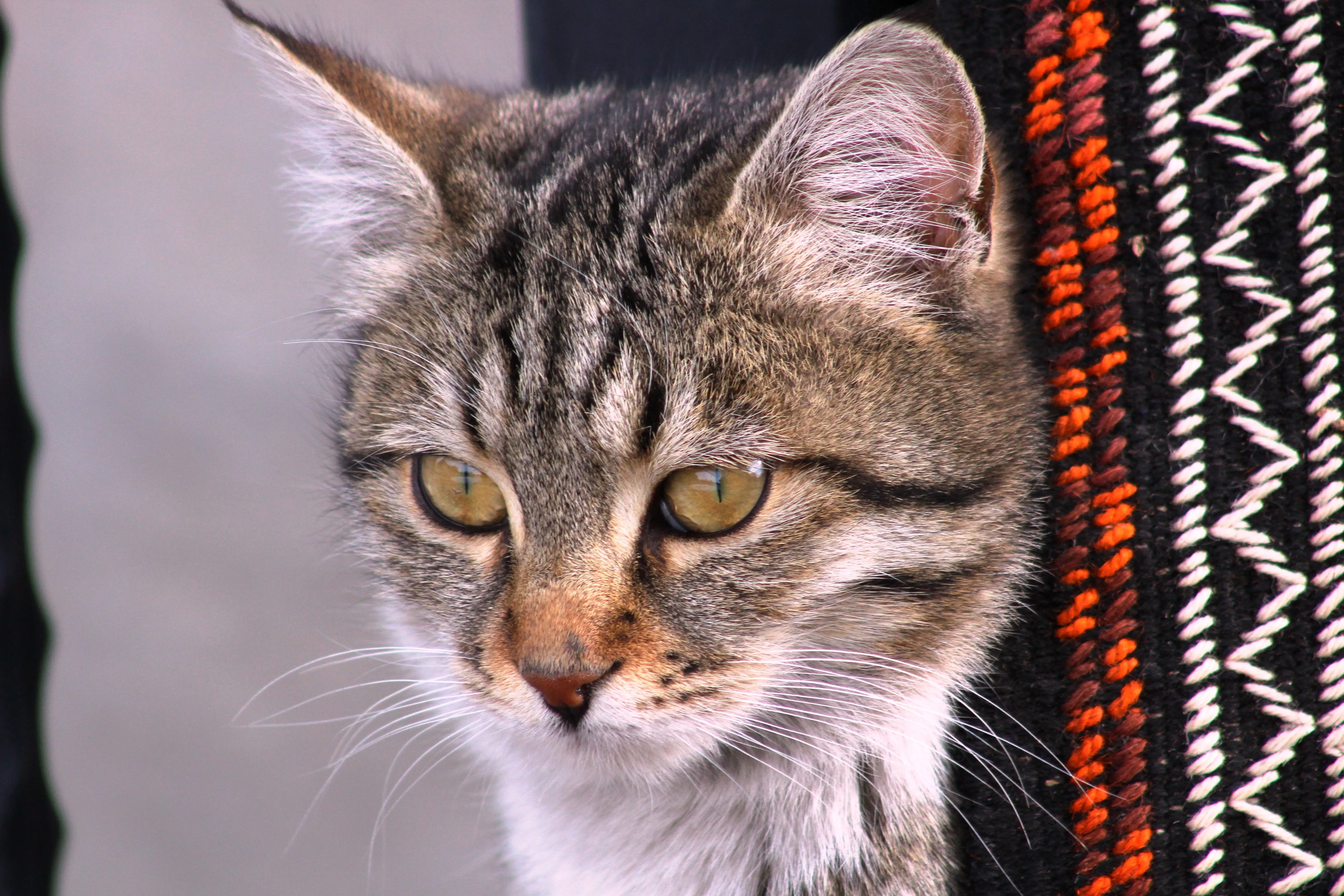 Котик на вулиці турецького міста Котик на вулиці турецького міста