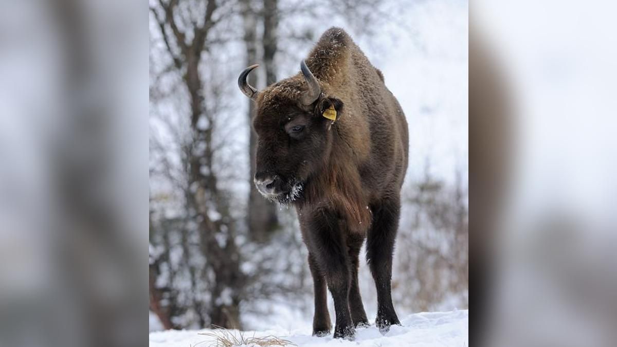Зубры начали приходить в село на Львовщине: почему жалуются люди Зубры начали приходить в село на Львовщине: почему жалуются люди