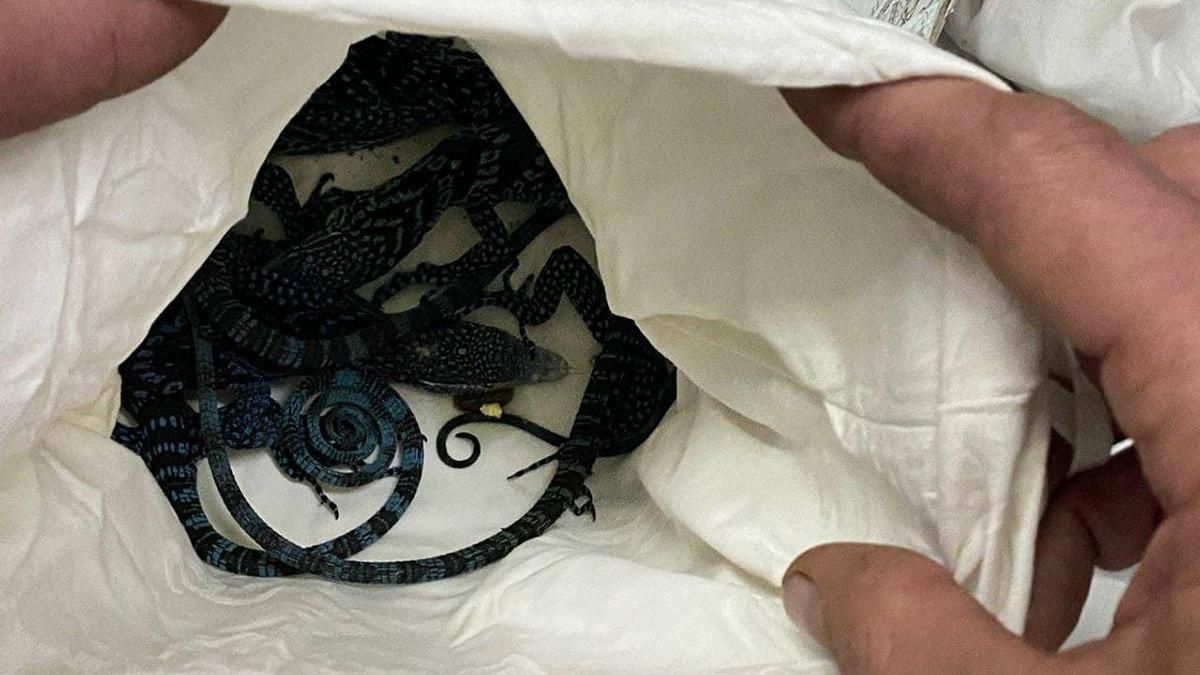 До Львова прибули десятки екзотичних рептилій, яких везли контрабандою до Італії - Новини Львова - Львів До Львова прибули десятки екзотичних рептилій, яких везли контрабандою до Італії - Новини Львова - Львів