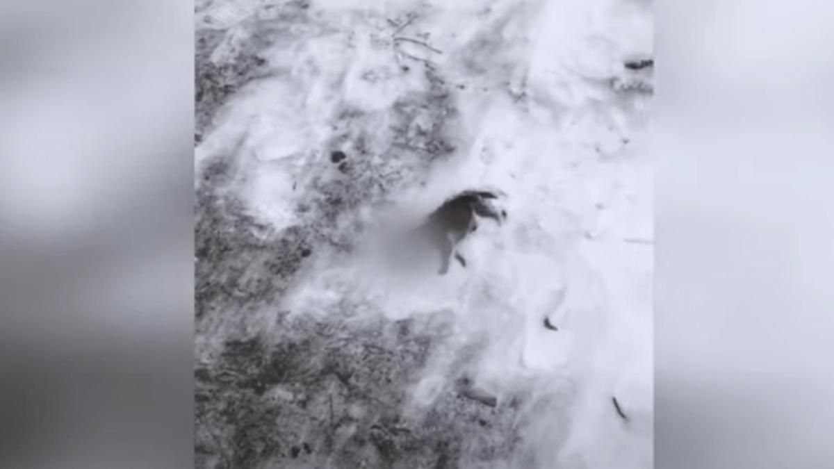 В Киеве шкуродер выбросил из окна маленьких щенков: во дворе нашли 5 мертвых собачек