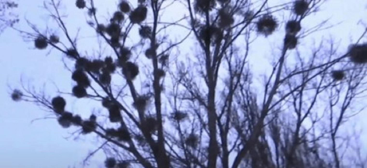 Киянка, яку ледь не вбила гілка біля школи, перенесла операцію на голові - Новини Київ - Київ Киянка, яку ледь не вбила гілка біля школи, перенесла операцію на голові - Новини Київ - Київ