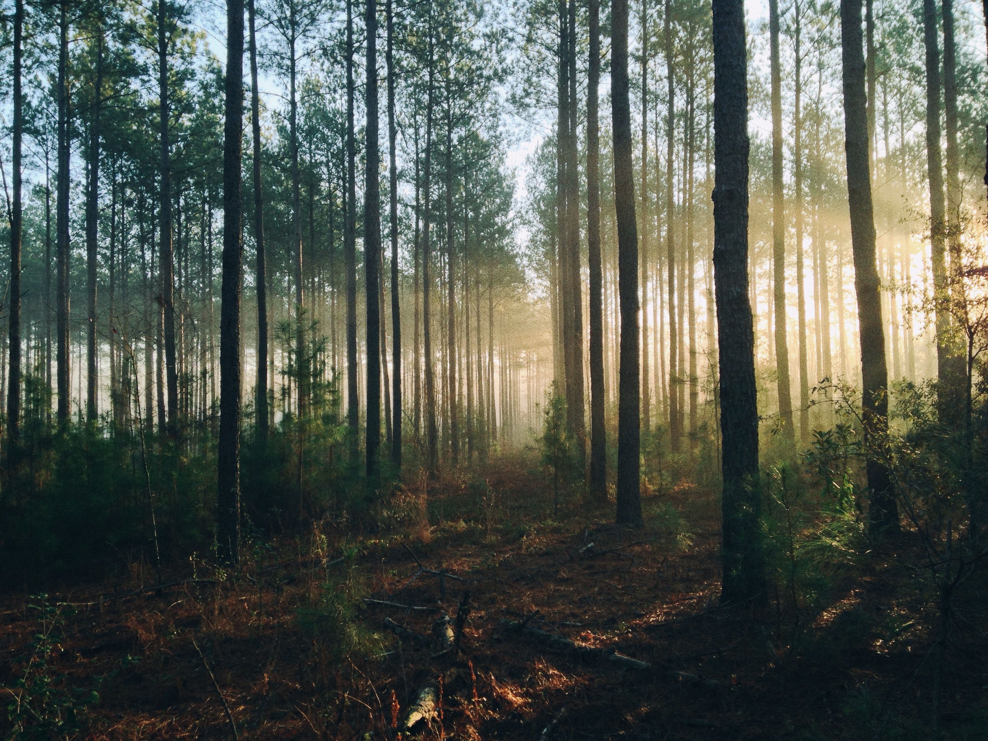 Полесье побило рекорд: Гослесагентство отчиталось о высадке деревьев в 2021