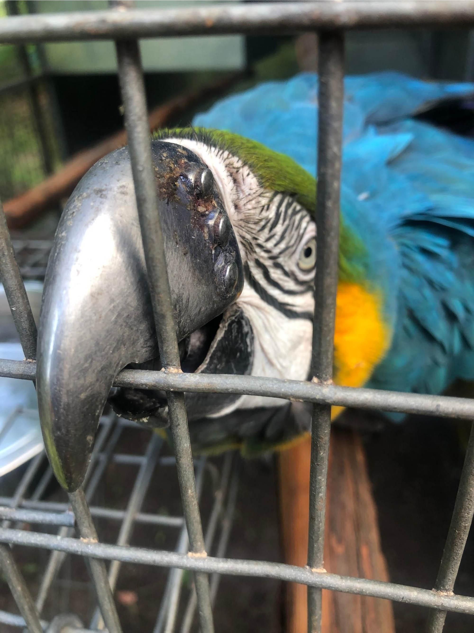 Папуга з титановим дзьобом
