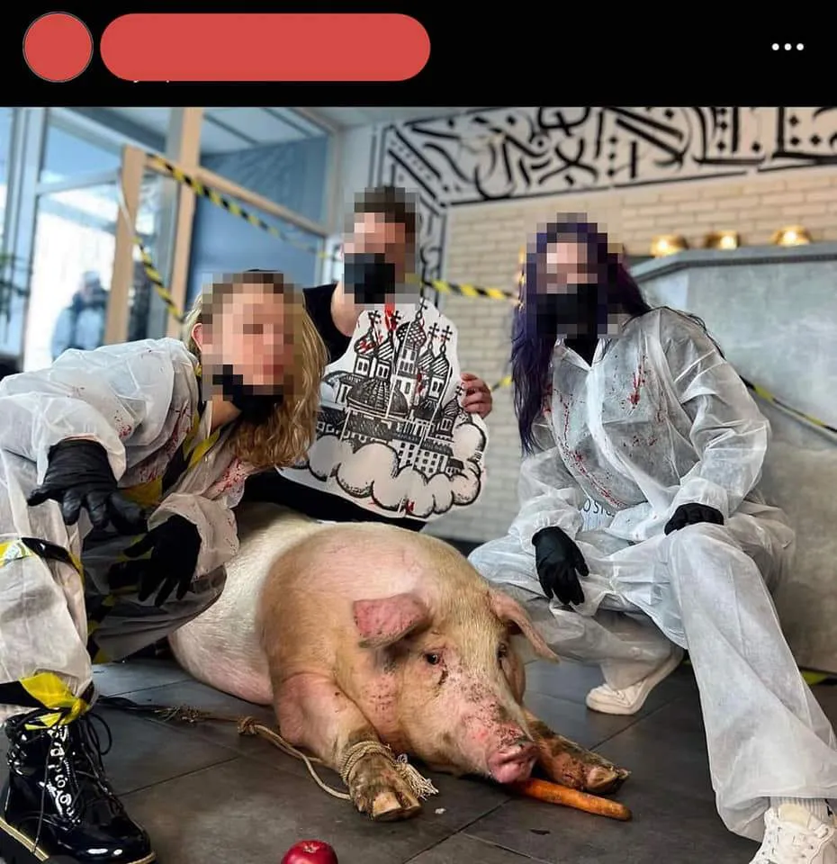 тату свині тату свині