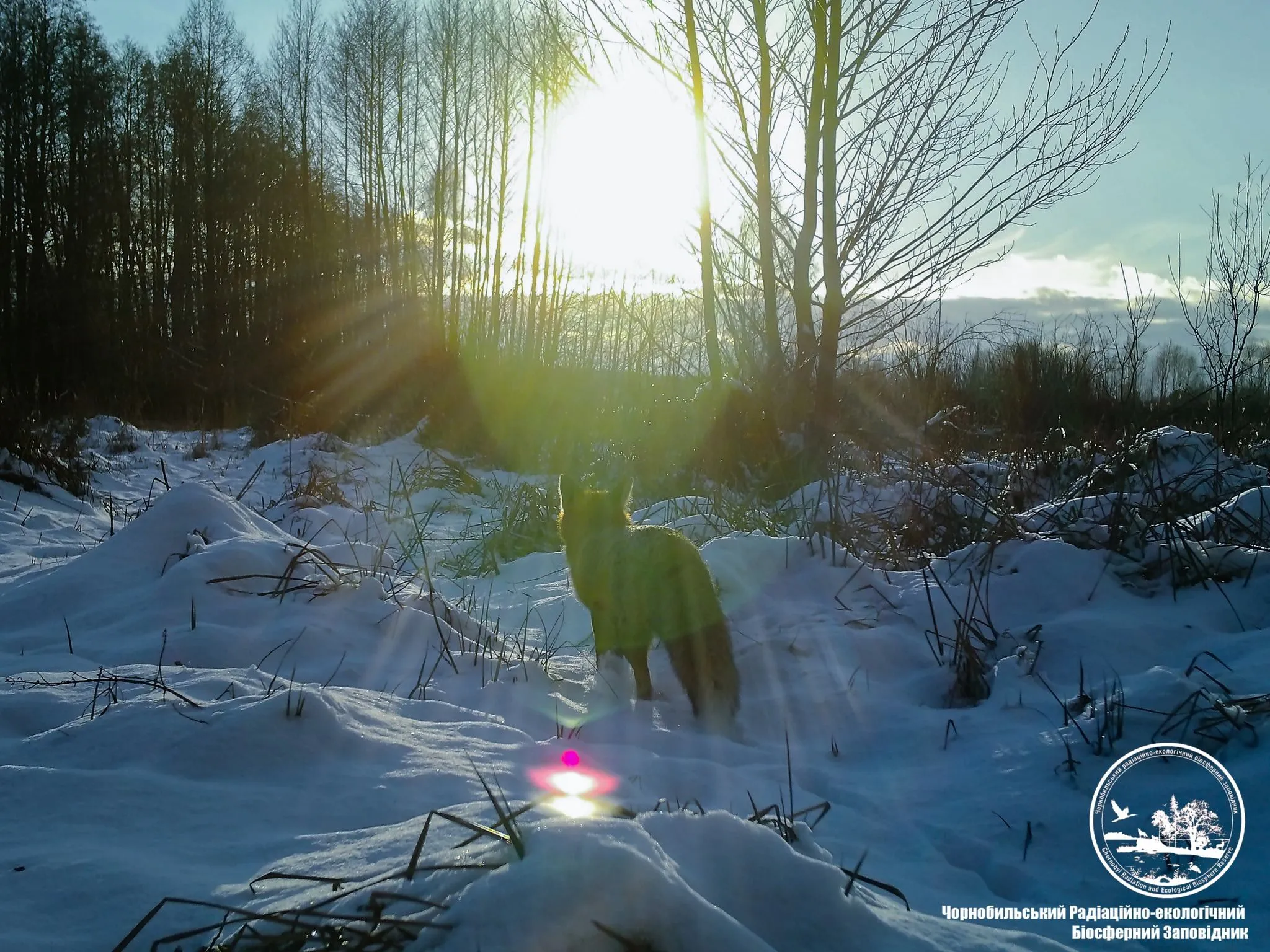 Тварини в Чорнобилі ловлять сонечко