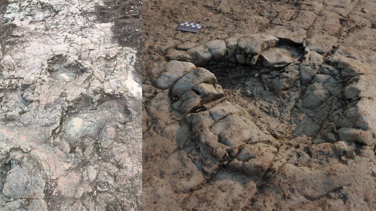"Дорога пресмыкающихся": обнаружены отпечатки лап динозавров в Уэльсе