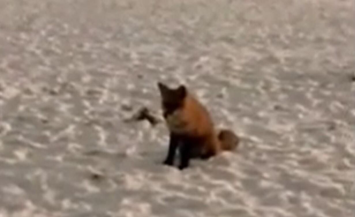 Спокійна й підходить до людей: у київському парку гуляє лисиця - Київ Спокійна й підходить до людей: у київському парку гуляє лисиця - Київ