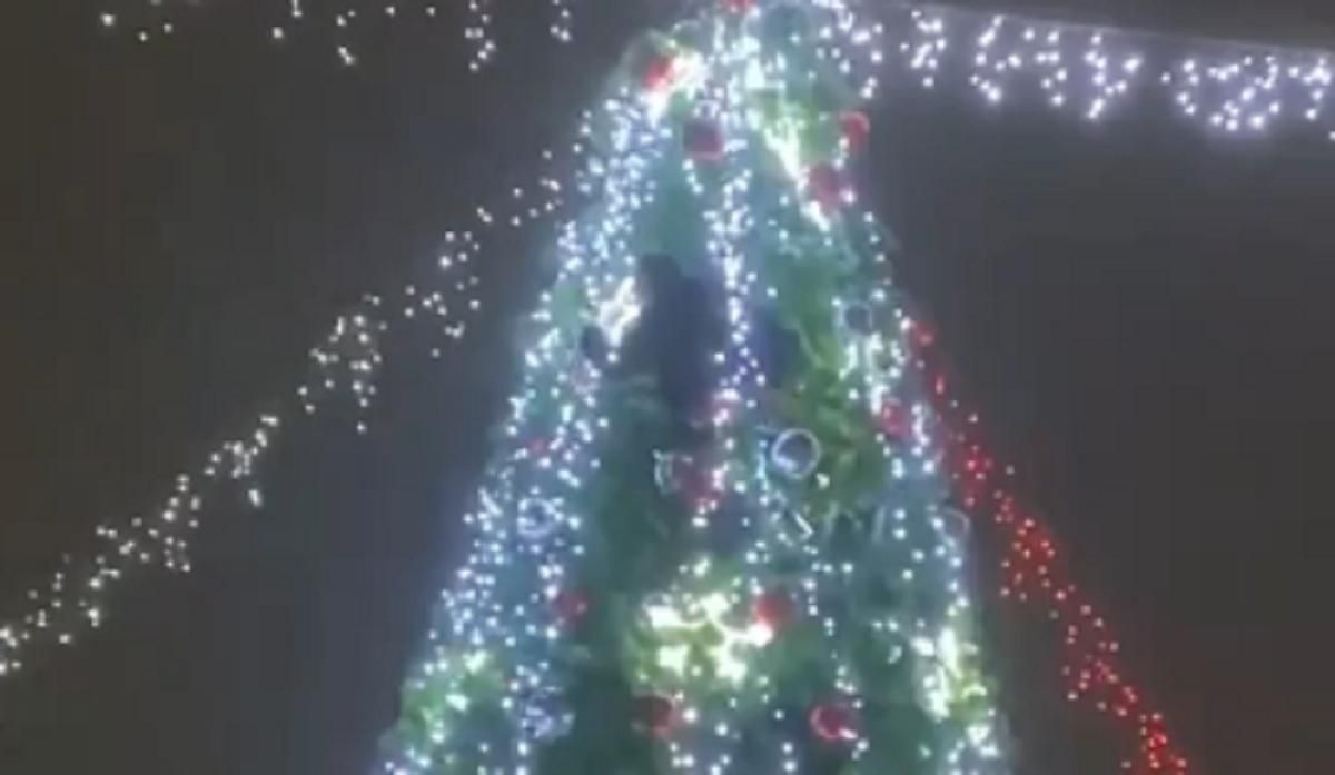 У Кривому Розі чоловік у новорічну ніч виліз на ялинку, але злізти не зміг - Новини Кривого Рогу - Дніпро У Кривому Розі чоловік у новорічну ніч виліз на ялинку, але злізти не зміг - Новини Кривого Рогу - Дніпро