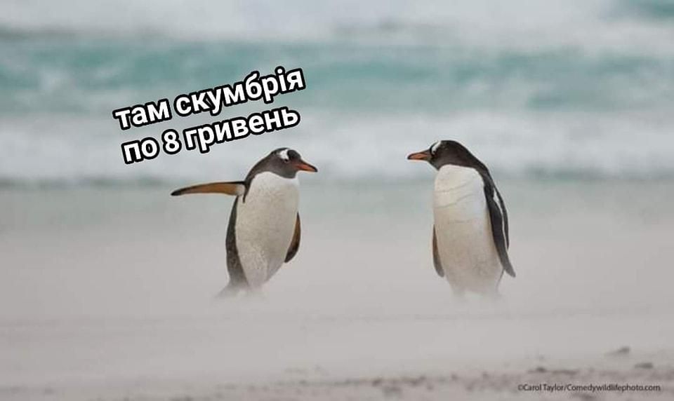 Найсмішніші меми тижня: скумбрія по 8 гривень, 2222 рік від Кличка -  Україна новини - 24 Канал