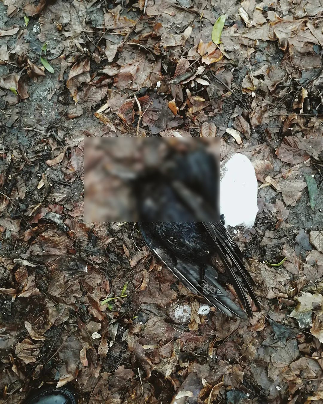 Загиблі птахи у Чернівцях