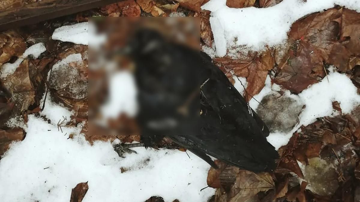Из-за новогодних фейерверков в Черновцах погибли десятки птиц: жуткие фото