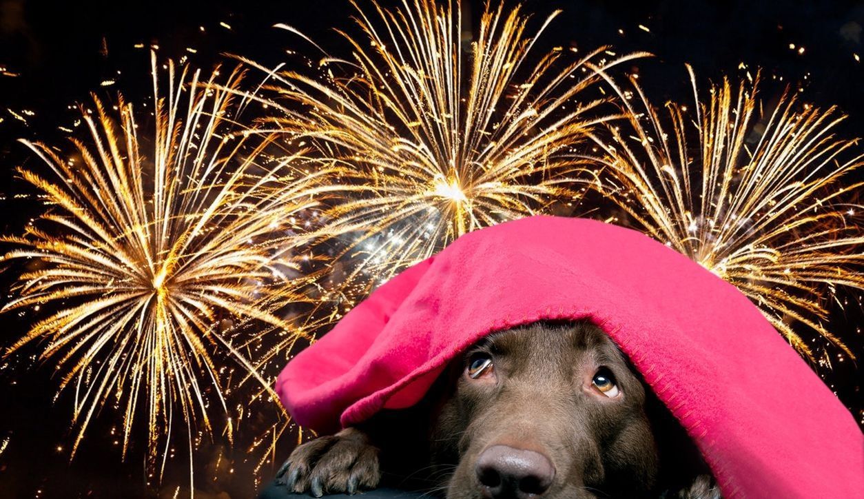 "Выбитые глаза, искалеченные руки": Зеленского просят запретить петарды и фейерверки в Украине "Выбитые глаза, искалеченные руки": Зеленского просят запретить петарды и фейерверки в Украине