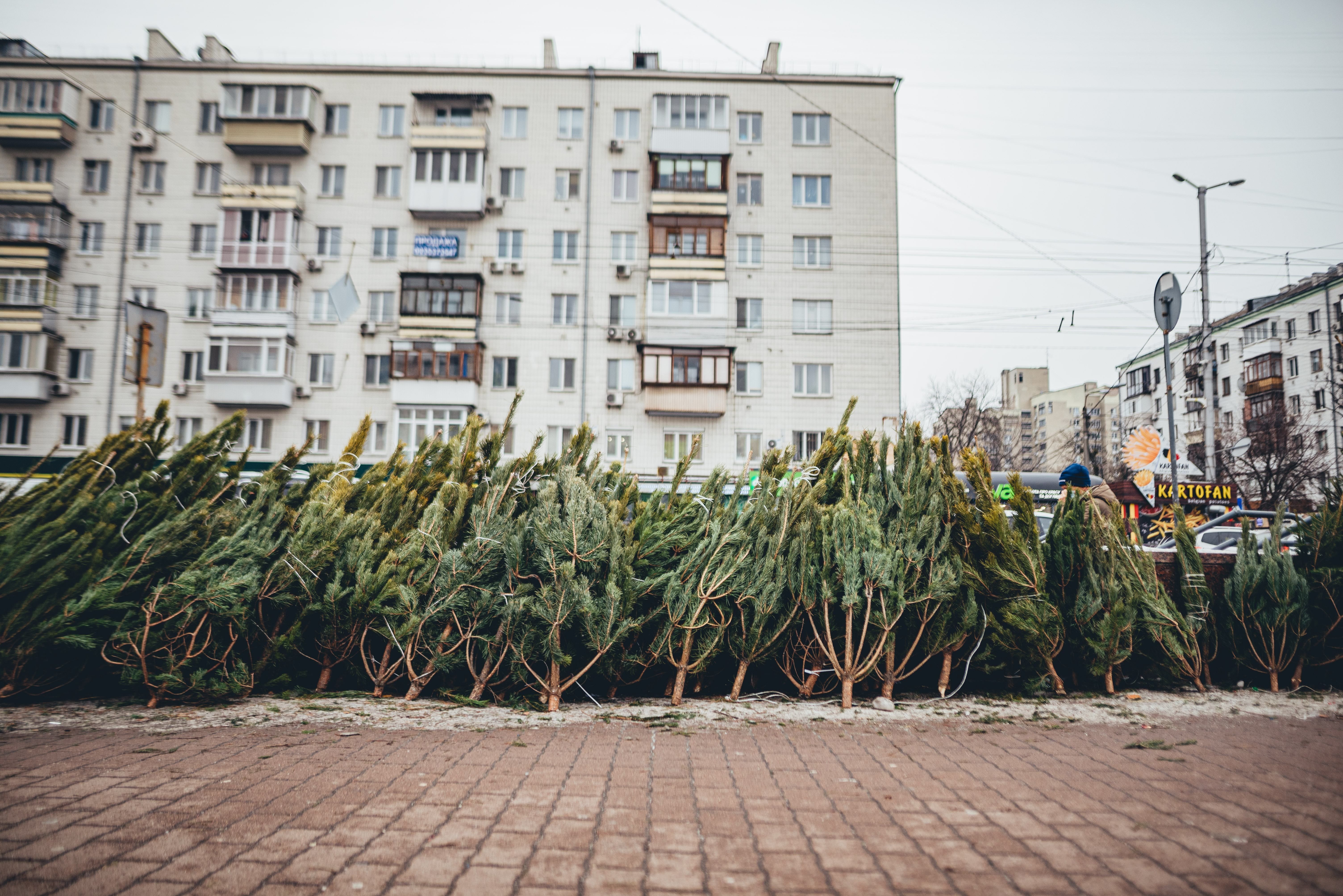 В Одессе продавцы облили соляркой тысячи елок, которые не продали до Нового года