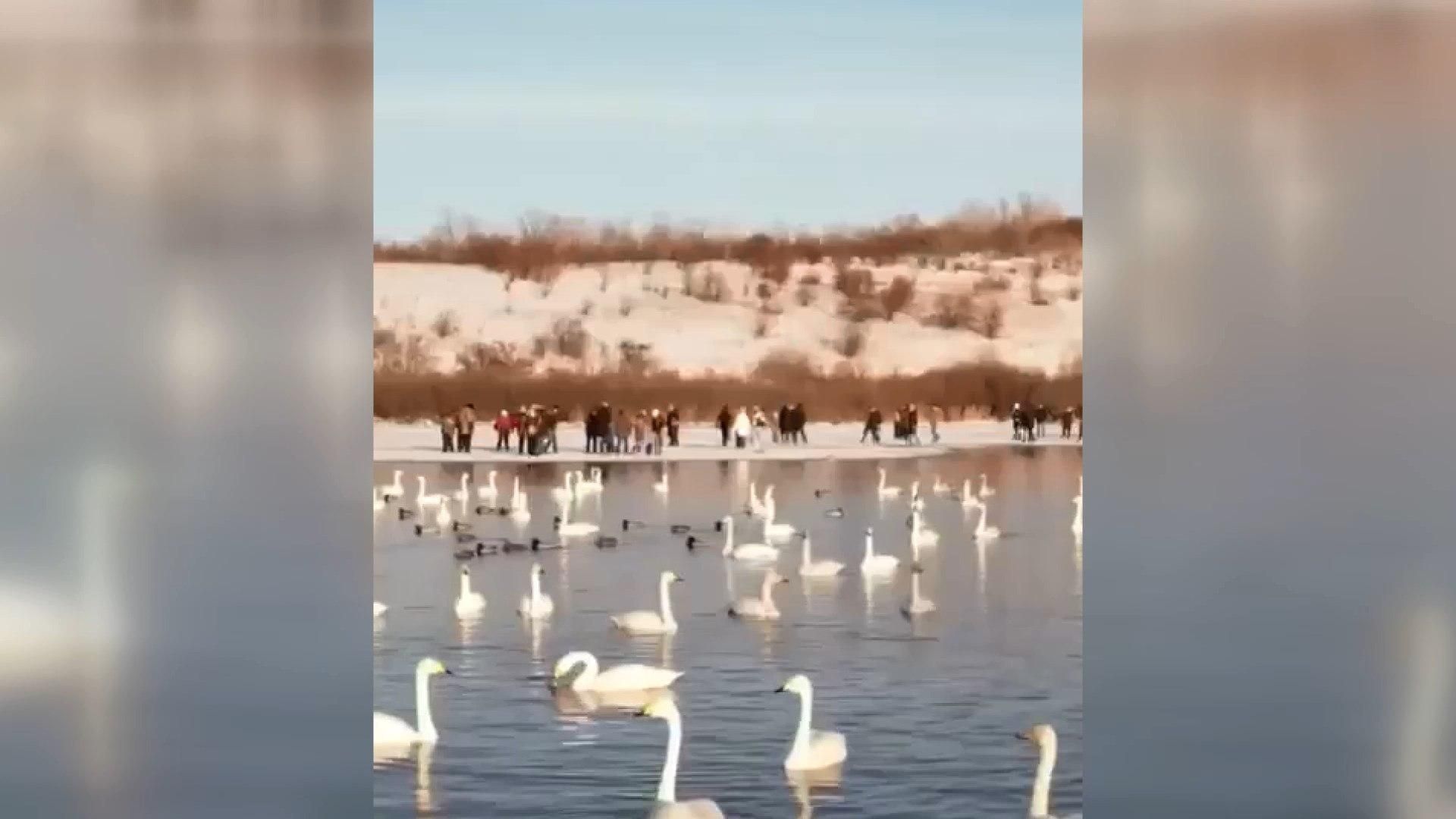 Хотели посмотреть на птиц: в России несколько десятков человек внезапно провалились под лед