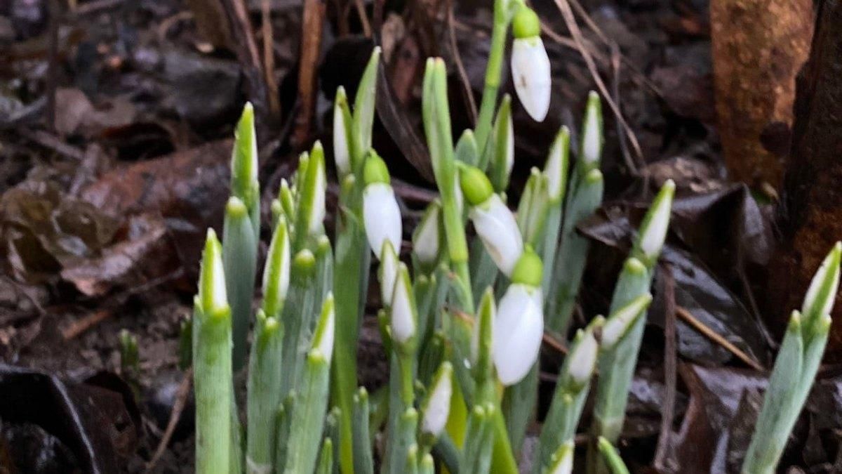 Словно в сказке "Двенадцать месяцев": на Закарпатье зацвели подснежники Словно в сказке "Двенадцать месяцев": на Закарпатье зацвели подснежники