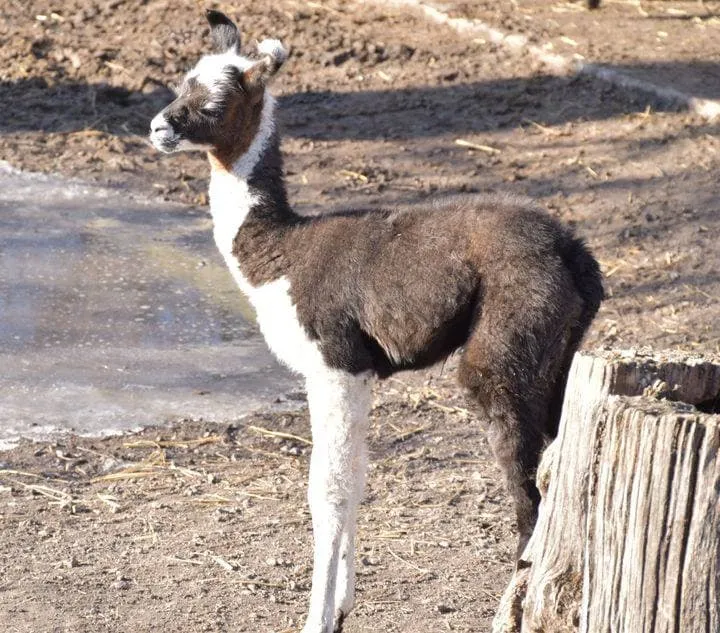 В Одеському зоопарку народився малюк лами
