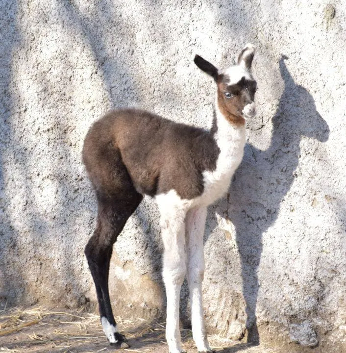 В Одеському зоопарку народився малюк лами