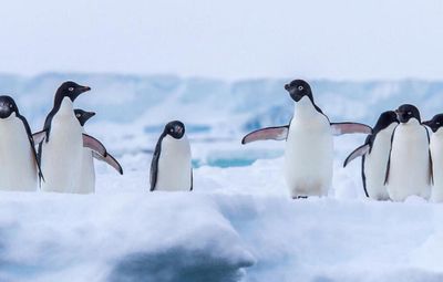 Пингвины "маршируют" к океану: видео от украинских полярников