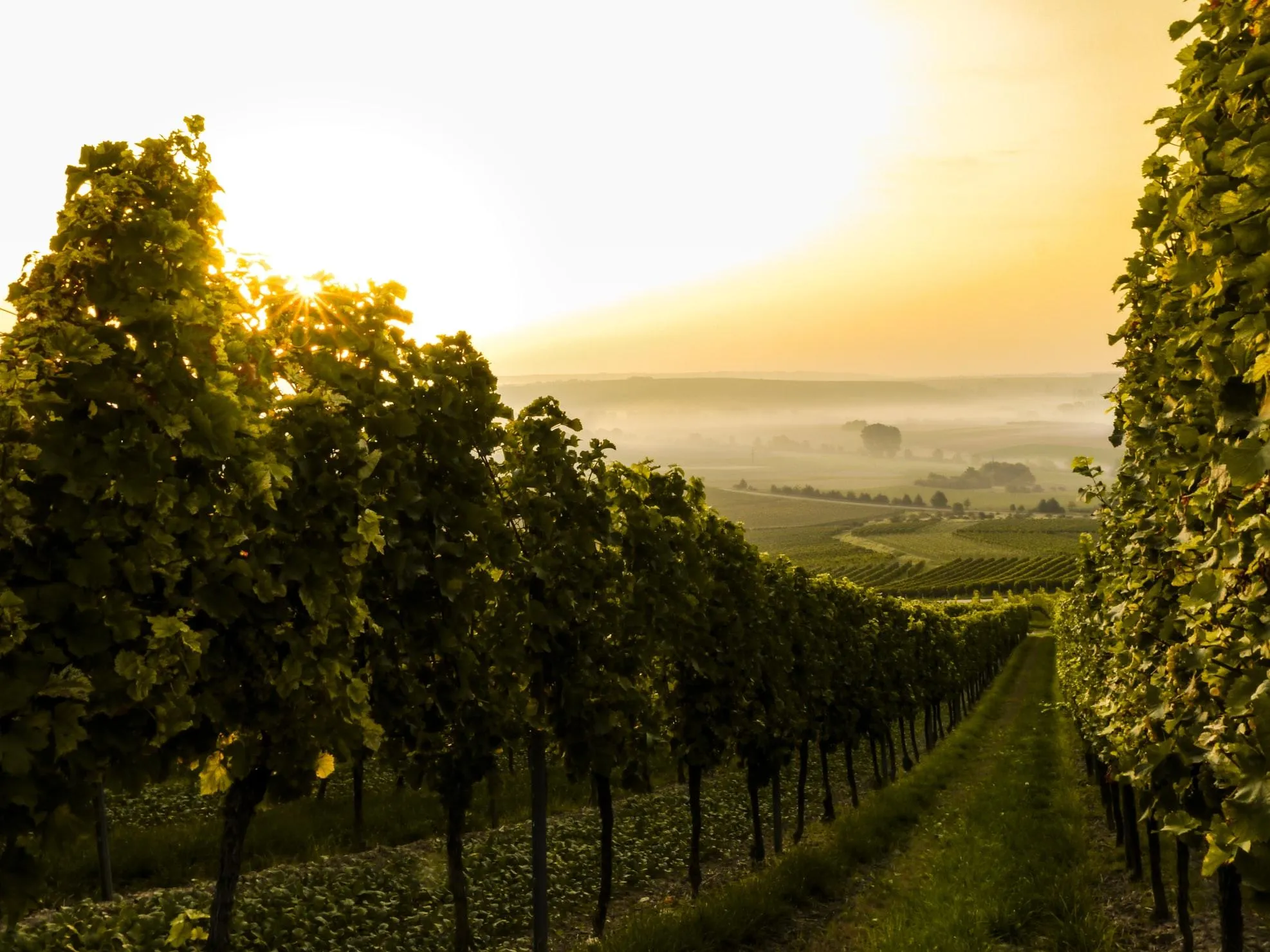 Виноградні плантації та виноробні в Кахетії 