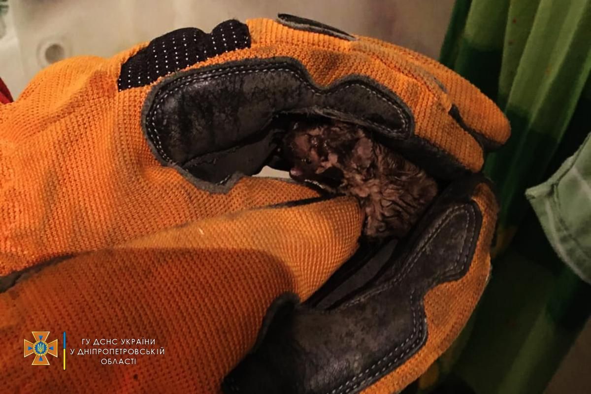 Ночной сюрприз: в квартире в Днепре из вентиляции выпала летучая мышь Ночной сюрприз: в квартире в Днепре из вентиляции выпала летучая мышь