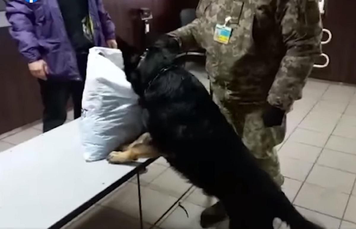 На Харьковщине собака пограничников поймала хитрого наркодилера, который притворялся рыбаком