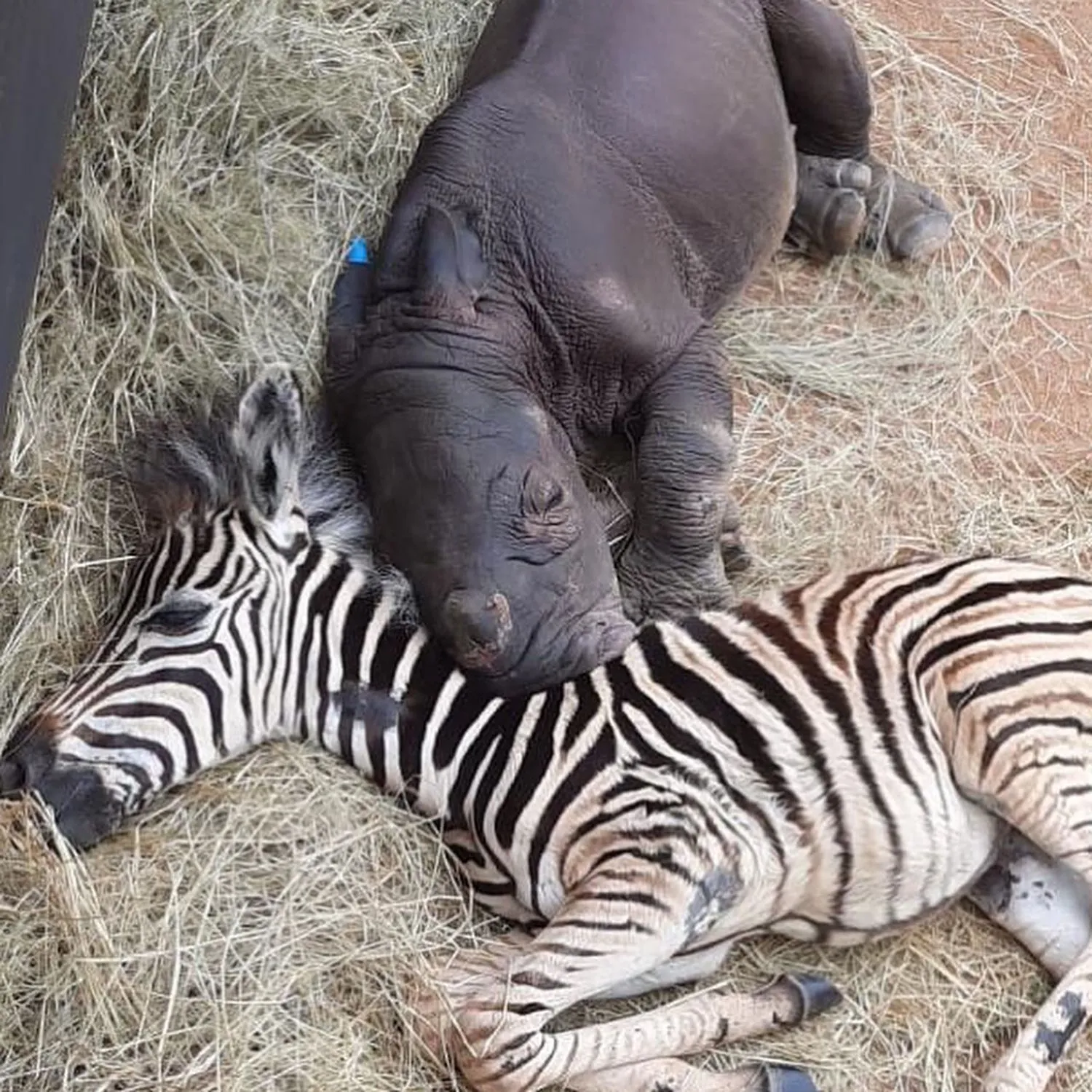 Работники заповедника спасли новорожденного носорога