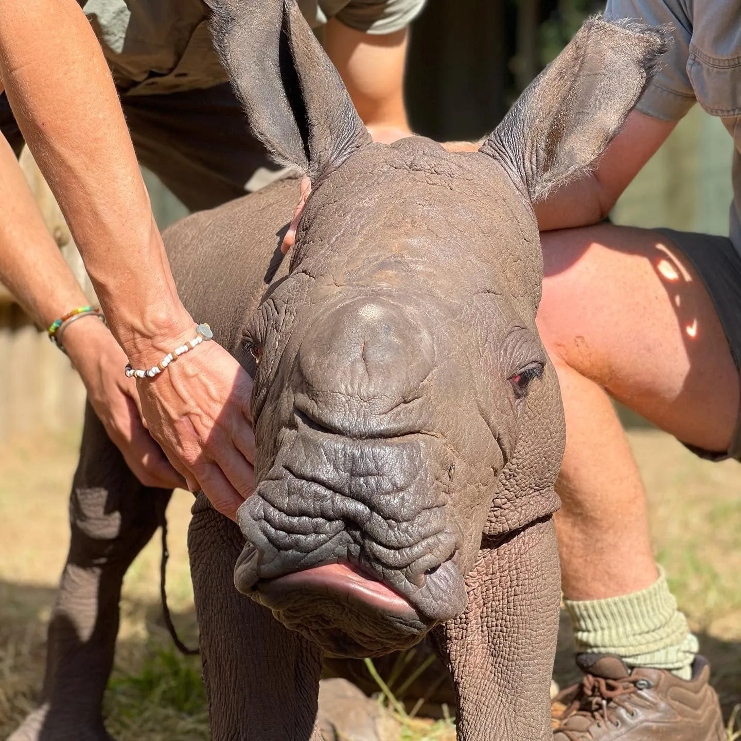 Работники заповедника спасли новорожденного носорога