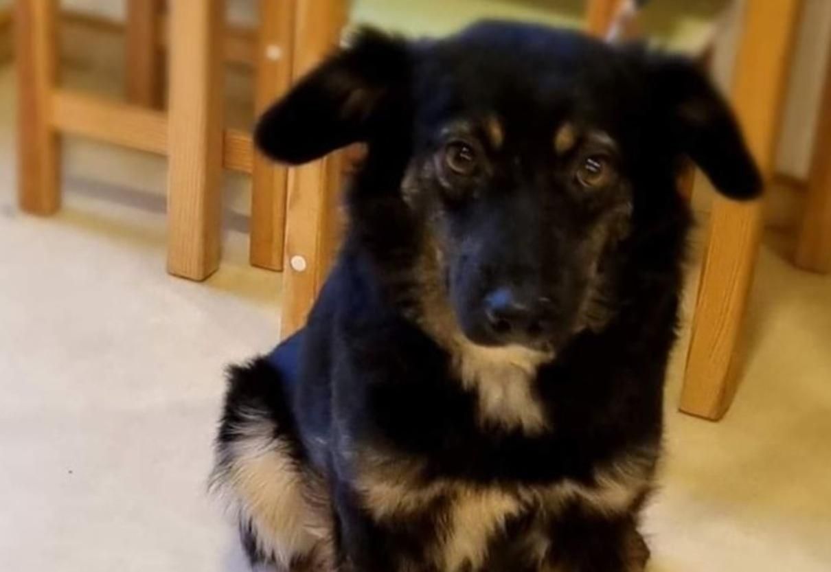 Сердце остановилось от страха: в Киеве в приюте от салютов умер пес Гуффи Сердце остановилось от страха: в Киеве в приюте от салютов умер пес Гуффи