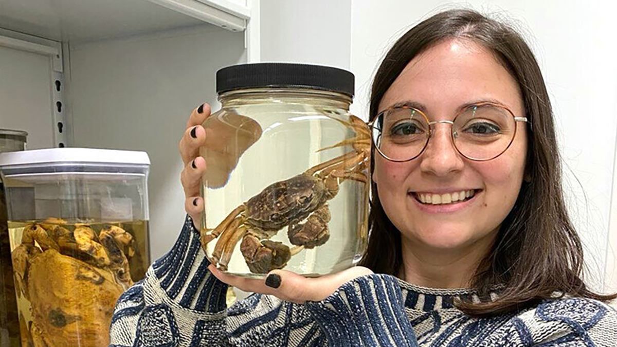 У древнего краба обнаружили глаза: что тут удивительного У древнего краба обнаружили глаза: что тут удивительного