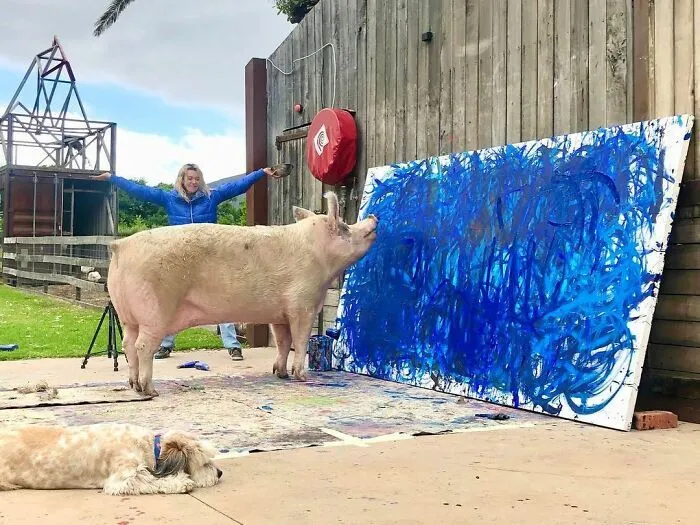 Спасенная свинья рисует картины