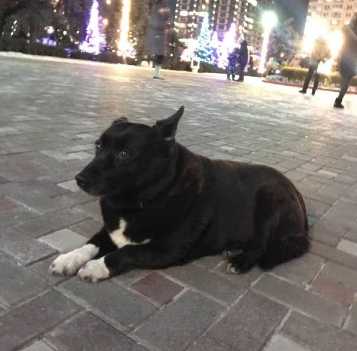 Собаку-талісман Оболонської РДА дивом врятували з 10-деного полону - Новини Київ - Київ Собаку-талісман Оболонської РДА дивом врятували з 10-деного полону - Новини Київ - Київ