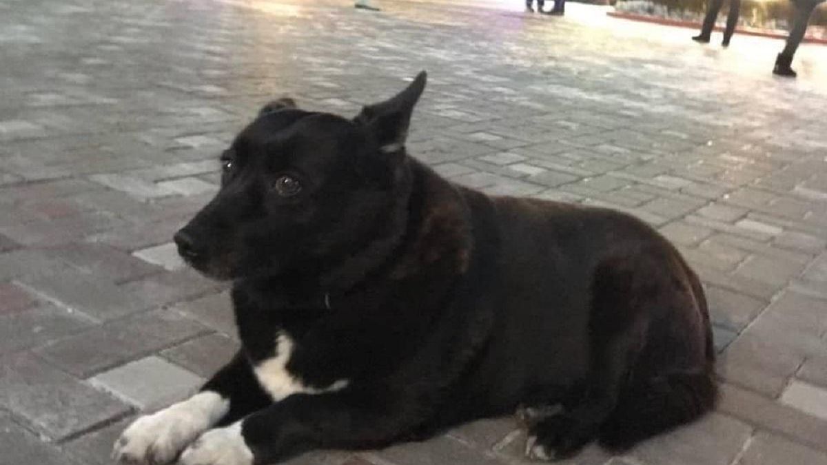 Собаку-талисман Оболонской РГА чудом спасли из 10-дневного плена