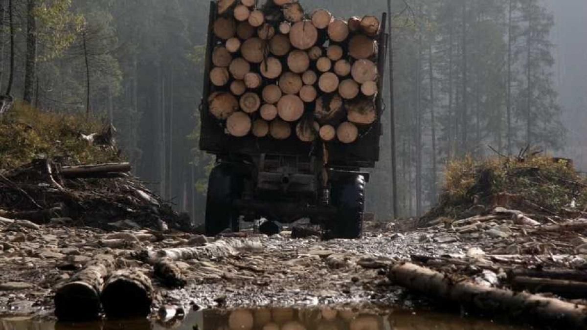 Поки ліс "пливе" з України за кодон, "екотерористи" відволікають увагу спекуляціями, – експерти - 24 Канал