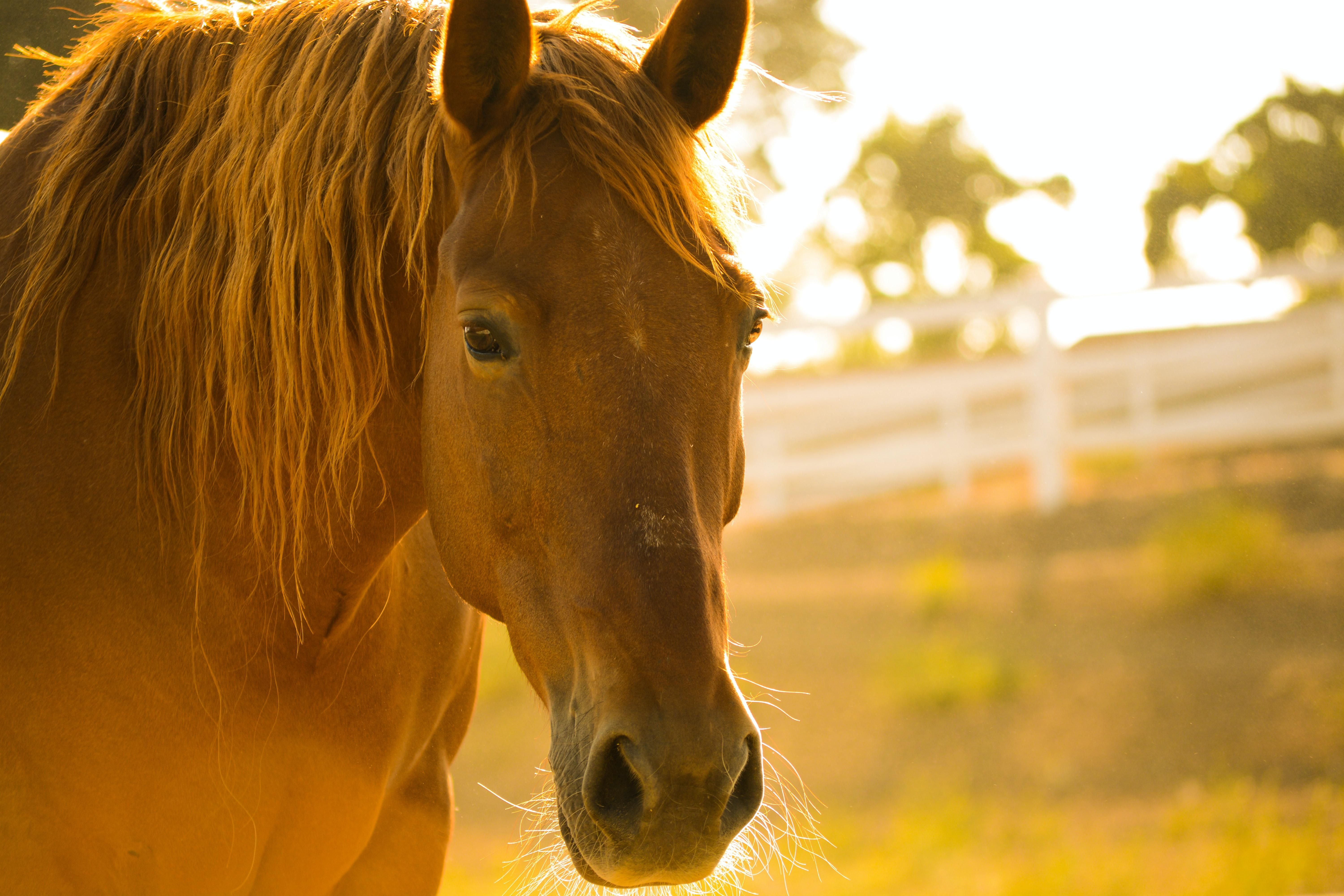 На Буковине лошадь погибла от поражения током – владелица животного отсудила тысячу долларов
