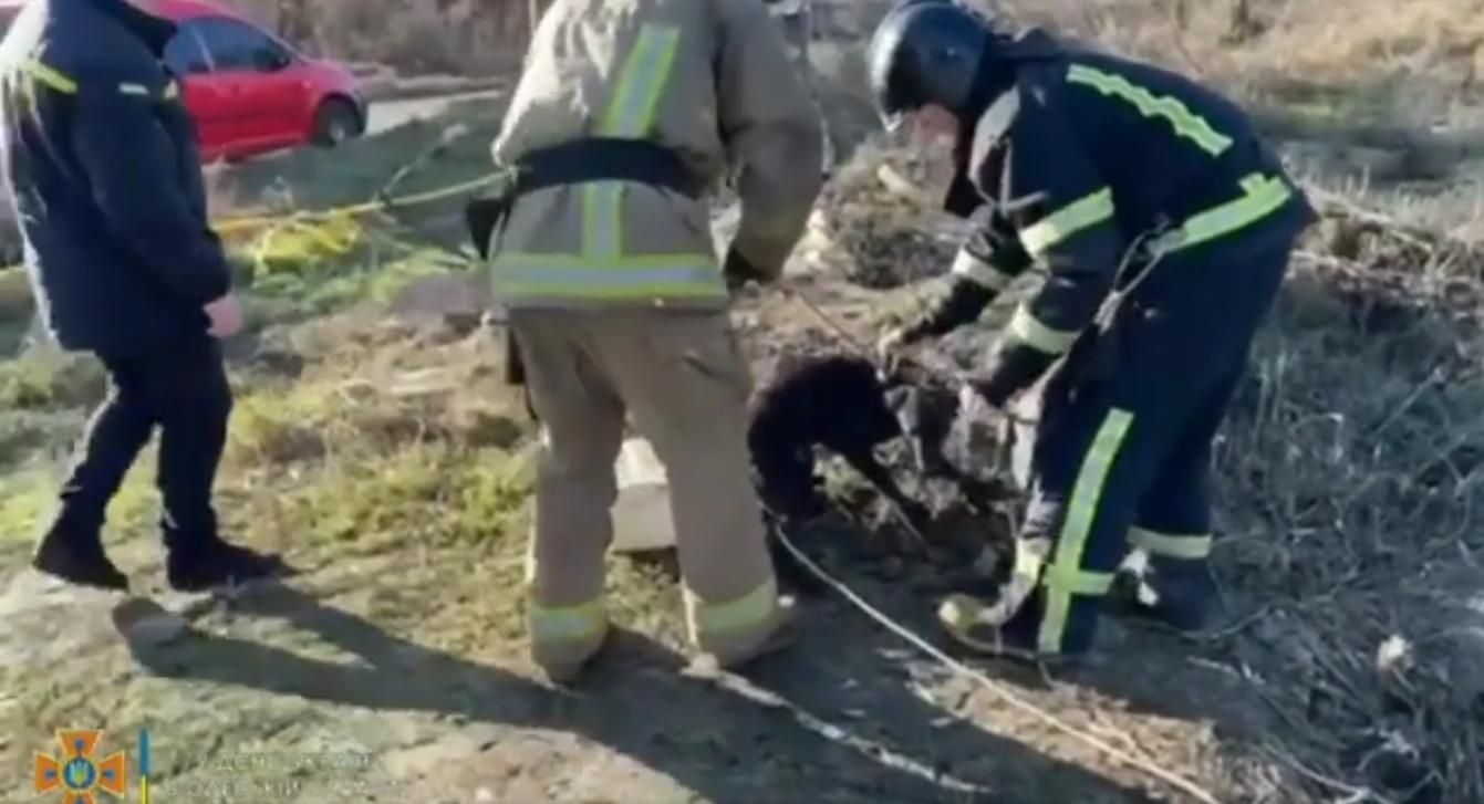 Скиглив 3 дні: одеські рятувальники витягли песика з вигрібної ями – чарівне відео - Новини Одеса - Одеса Скиглив 3 дні: одеські рятувальники витягли песика з вигрібної ями – чарівне відео - Новини Одеса - Одеса