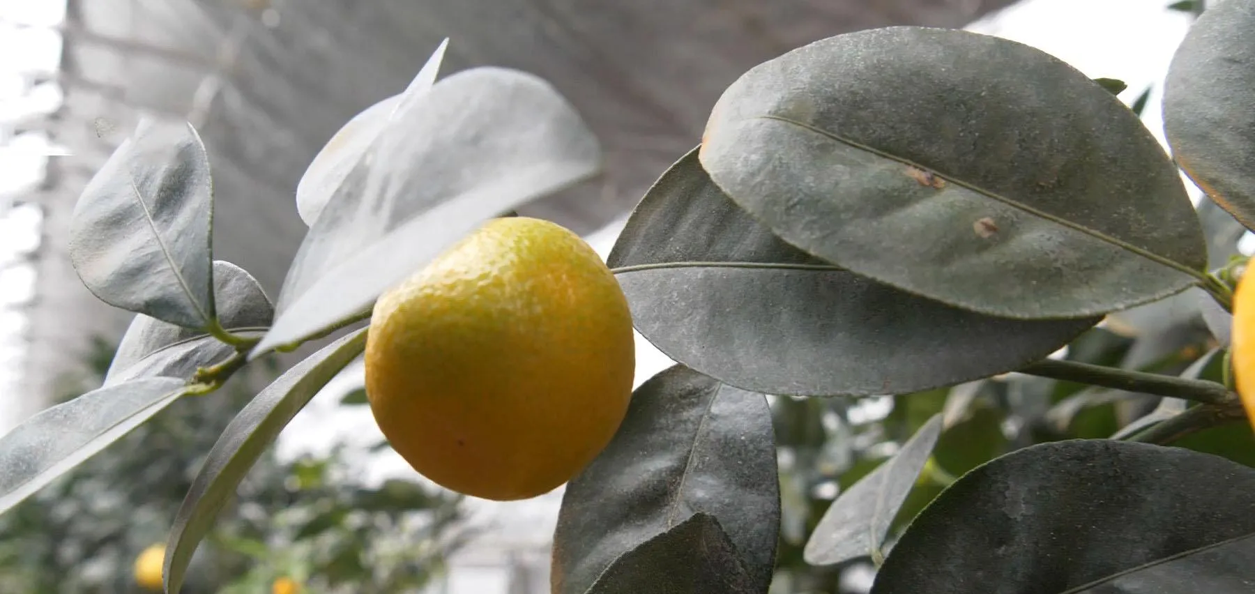 Лимон Лимон