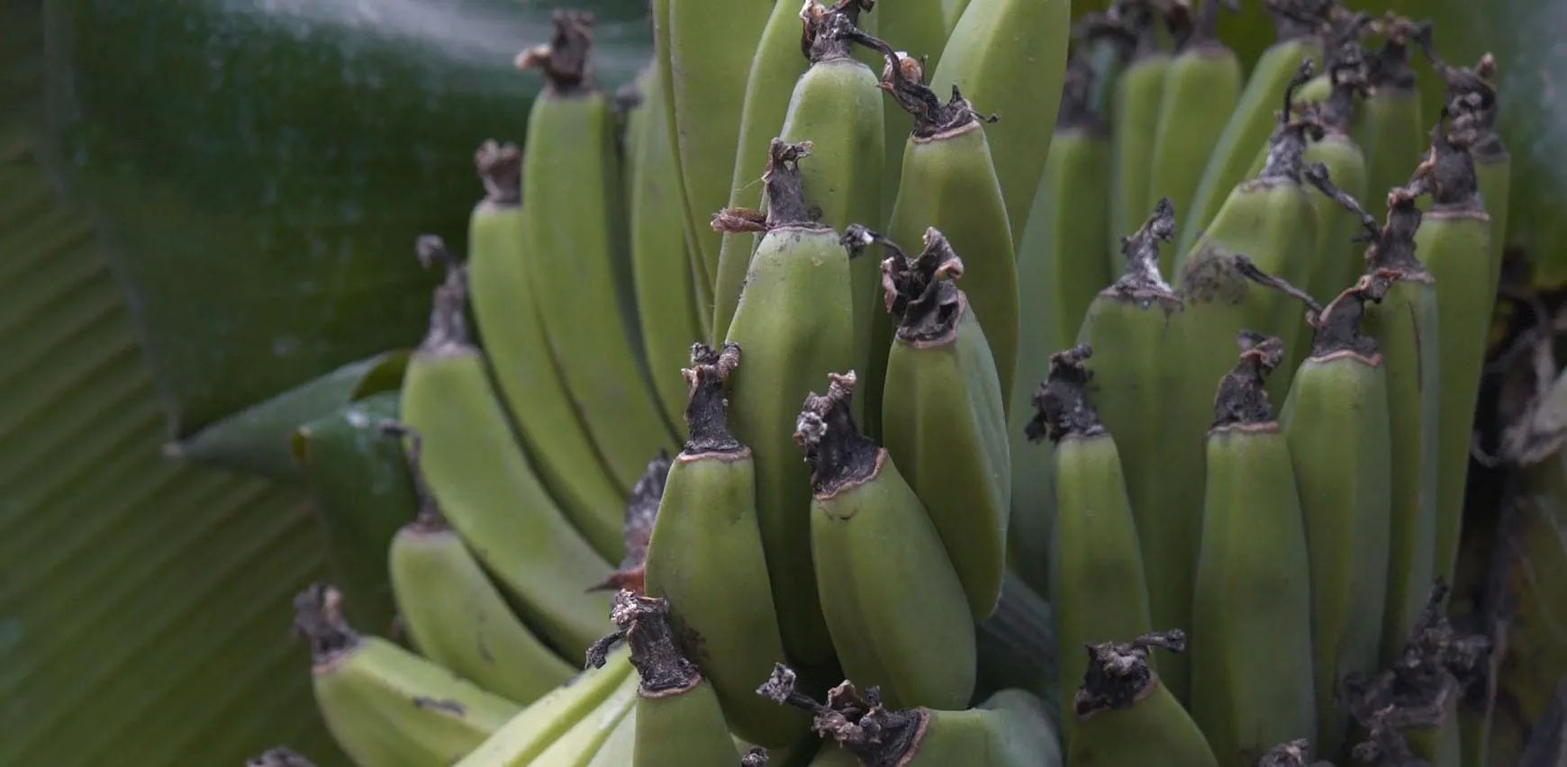 банан банан