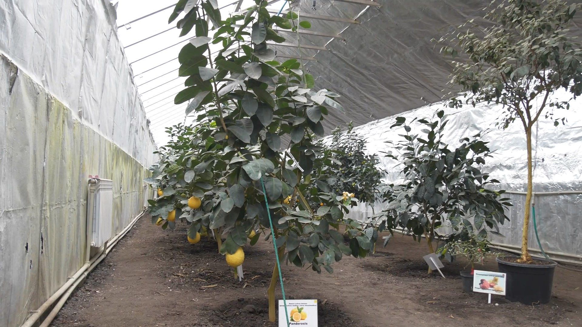 Выращивает манго и ананасы зимой: украинка создала тропический сад дома